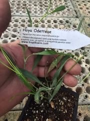 Hoya  odetteae - kokulu mum çiçeği  10-20 cm boyda, toprak da köklü ve sürgünlü (kod:new141a)
