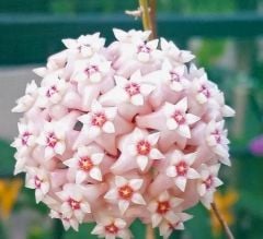Hoya latifolia -  Kokulu mum çiçeği 10-20 cm boyda mini saksıda köklü. Güçlü sürgünlü (kod:new44b)