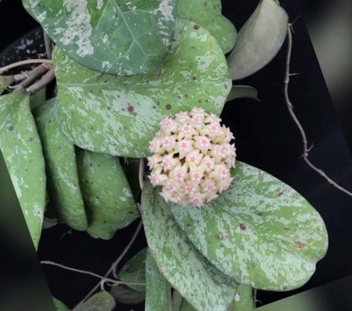 Hoya  Michelle - kokulu mum çiçeği  10-20 cm boyda, toprak da köklü ve sürgünlü (kod:new142a)