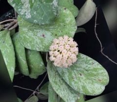 Hoya  Michelle - kokulu mum çiçeği  10-20 cm boyda, toprak da köklü ve sürgünlü (kod:new142a)