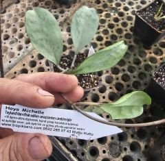 Hoya  Michelle - kokulu mum çiçeği  10-20 cm boyda, toprak da köklü ve sürgünlü (kod:new142a)