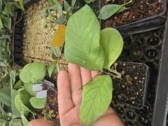 Hoya  meredithii - kokulu mum çiçeği  10-20 cm boyda, toprak da köklü ve sürgünlü (kod:new143a)