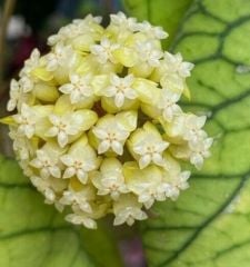 Hoya  meredithii - kokulu mum çiçeği  10-20 cm boyda, toprak da köklü ve sürgünlü (kod:new143a)