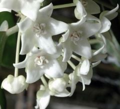 Hoya  meredithii etsy- kokulu mum çiçeği  10-20 cm boyda, toprak da köklü ve sürgünlü (kod:new144a)