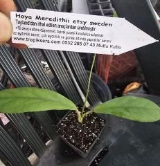 Hoya  meredithii etsy- kokulu mum çiçeği  10-20 cm boyda, toprak da köklü ve sürgünlü (kod:new144a)