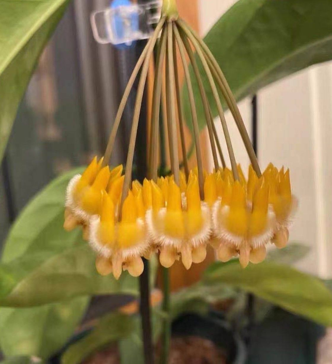 Hoya  Lasiantha- mum çiçeği  10-20 cm boyda, toprak da köklü ve sürgünlü (kod:new145a)