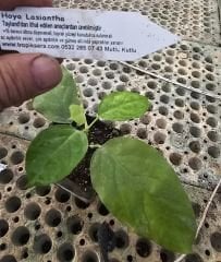 Hoya  Lasiantha- mum çiçeği  10-20 cm boyda, toprak da köklü ve sürgünlü (kod:new145a)
