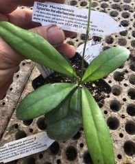 Hoya  hainanensis- mum çiçeği  10-20 cm boyda, toprak da köklü ve sürgünlü (kod:new146a)