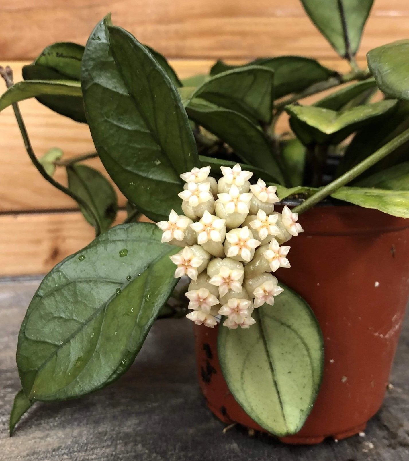 Hoya  hainanensis- mum çiçeği  10-20 cm boyda, toprak da köklü ve sürgünlü (kod:new146a)