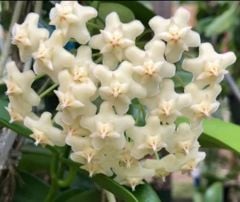Hoya  Celeta- mum çiçeği  10-20 cm boyda, toprak da köklü ve sürgünlü (kod:new147a)