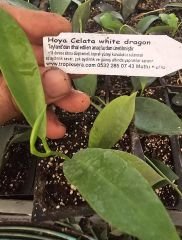 Hoya  Celeta- mum çiçeği  10-20 cm boyda, toprak da köklü ve sürgünlü (kod:new147a)
