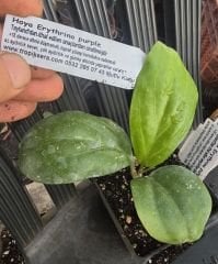 Hoya  erytrina purple- mum çiçeği  10-20 cm boyda, toprak da köklü ve sürgünlü (kod:new148a)