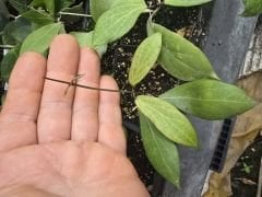 Hoya  Comphorifolia - kokulu mum çiçeği  10-20 cm boyda, toprak da köklü ve sürgünlü (kod:new150b)
