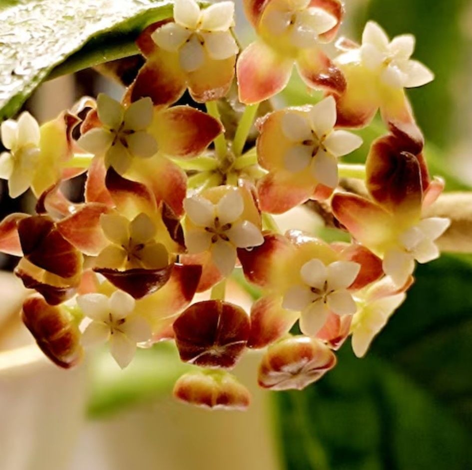 Hoya  Comphorifolia - kokulu mum çiçeği  10-20 cm boyda, toprak da köklü ve sürgünlü (kod:new150b)