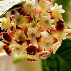 Hoya  Comphorifolia - kokulu mum çiçeği  10-20 cm boyda, toprak da köklü ve sürgünlü (kod:new150b)