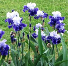 Kod:Irs32 Tall bearded iris germanica world premier (sağlıklı 1adet rizom)