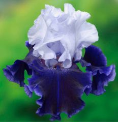 Kod:Irs32 Tall bearded iris germanica world premier (sağlıklı 1adet rizom)