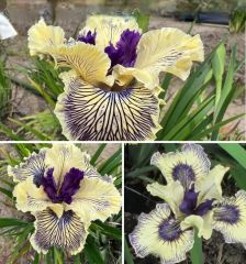 Kod:Irs33 Tall bearded iris germanica cashback (sağlıklı 1adet rizom)
