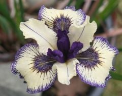 Kod:Irs33 Tall bearded iris germanica cashback (sağlıklı 1adet rizom)