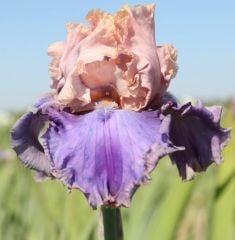 Kod:Irs34 Tall bearded iris germanica florentine silk (sağlıklı 1adet rizom)
