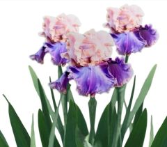 Kod:Irs34 Tall bearded iris germanica florentine silk (sağlıklı 1adet rizom)
