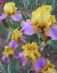 Kod:Irs35 Tall bearded iris germanica gladys austin (sağlıklı 1adet rizom)
