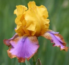 Kod:Irs35 Tall bearded iris germanica gladys austin (sağlıklı 1adet rizom)