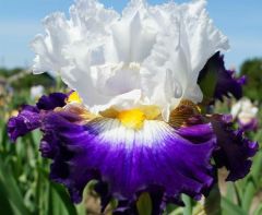 Kod:Irs36 Tall bearded iris germanica grand stand (sağlıklı 1adet rizom)