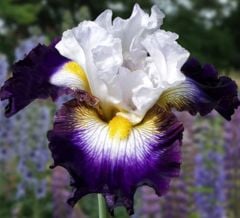 Kod:Irs36 Tall bearded iris germanica grand stand (sağlıklı 1adet rizom)