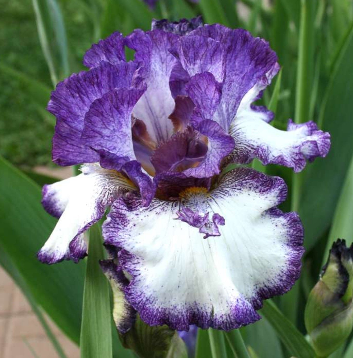 Kod:Irs37 Tall bearded iris germanica momentous occasion (sağlıklı 1adet rizom)