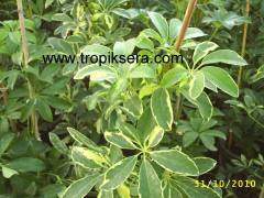 Kod:sh01  Schefflera 100-120 cm boyda