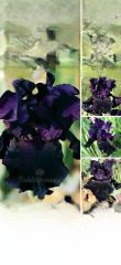 Kod:Irs38 Tall bearded iris germanica paint of black (sağlıklı 1adet rizom)