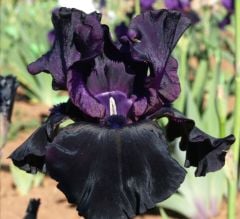 Kod:Irs38 Tall bearded iris germanica paint of black (sağlıklı 1adet rizom)