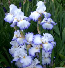Kod:Irs39 Tall bearded iris germanica queens circle (sağlıklı 1adet rizom)