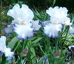 Kod:Irs39 Tall bearded iris germanica queens circle (sağlıklı 1adet rizom)
