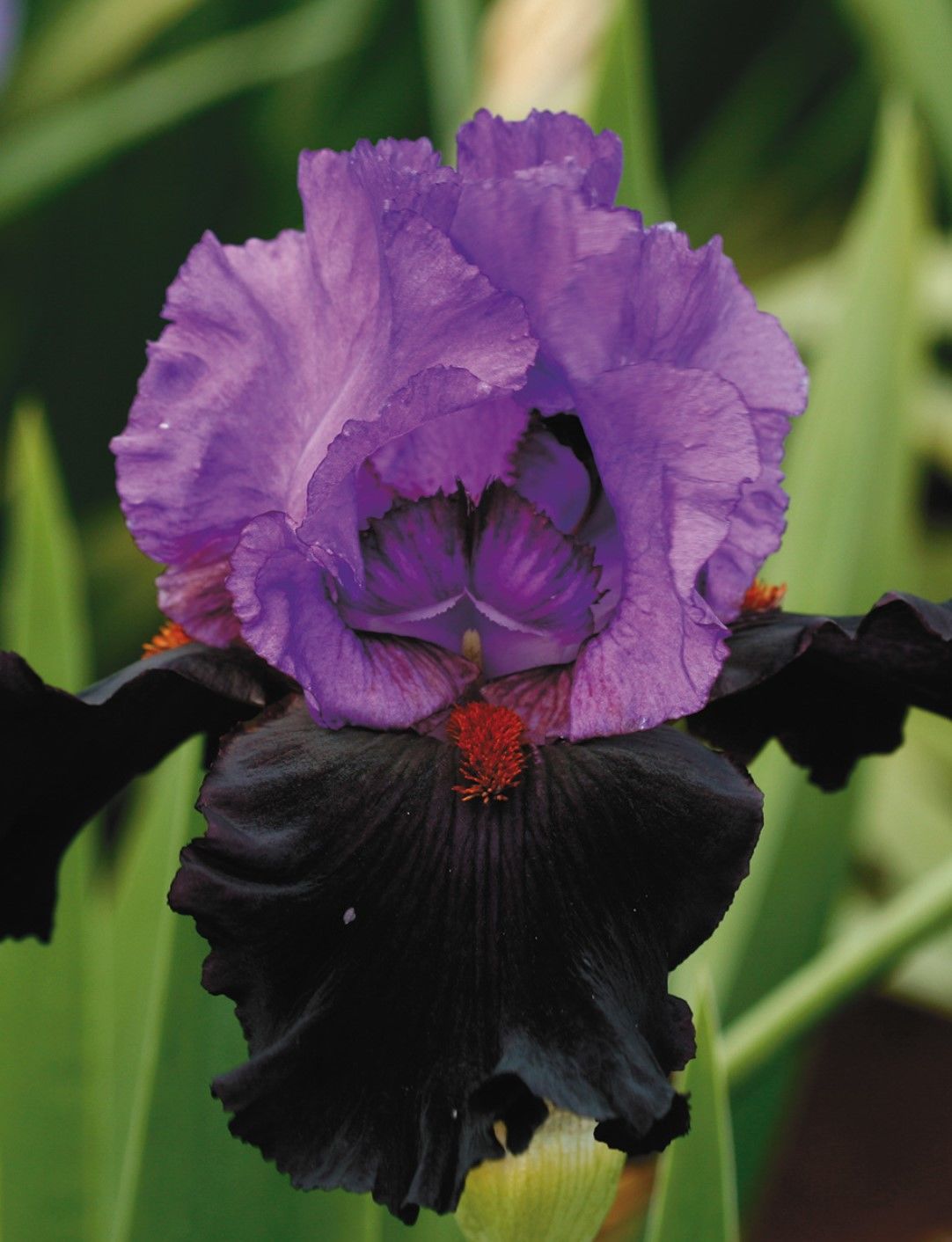 Kod:Irs40 Tall bearded iris germanica romantic evening (sağlıklı 1adet rizom)