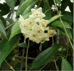 Kod:mum39xl mum çiçeği (Hoya longifolia) 50-80 cm arası boyda tomurcuklu