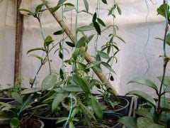 Kod:mum39xl mum çiçeği (Hoya longifolia) 50-80 cm arası boyda tomurcuklu