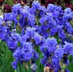 Kod:Irs41 Tall bearded iris germanica sea power (sağlıklı 1adet rizom)