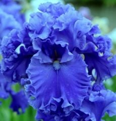 Kod:Irs41 Tall bearded iris germanica sea power (sağlıklı 1adet rizom)