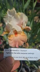 Kod:Irs42 Tall bearded iris germanica sunset (sağlıklı 1adet rizom)