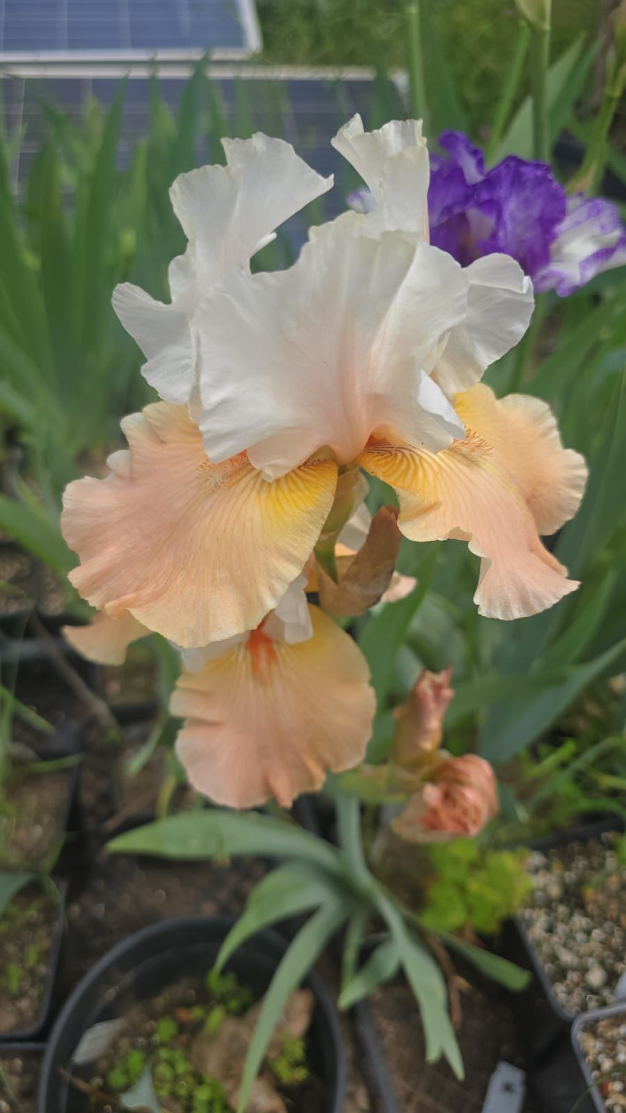 Kod:Irs42 Tall bearded iris germanica sunset (sağlıklı 1adet rizom)