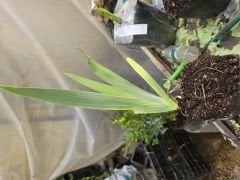 Kod:Irs42 Tall bearded iris germanica sunset (sağlıklı 1adet rizom)
