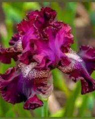 Kod:Irs42 Tall bearded iris germanica sunset (sağlıklı 1adet rizom)