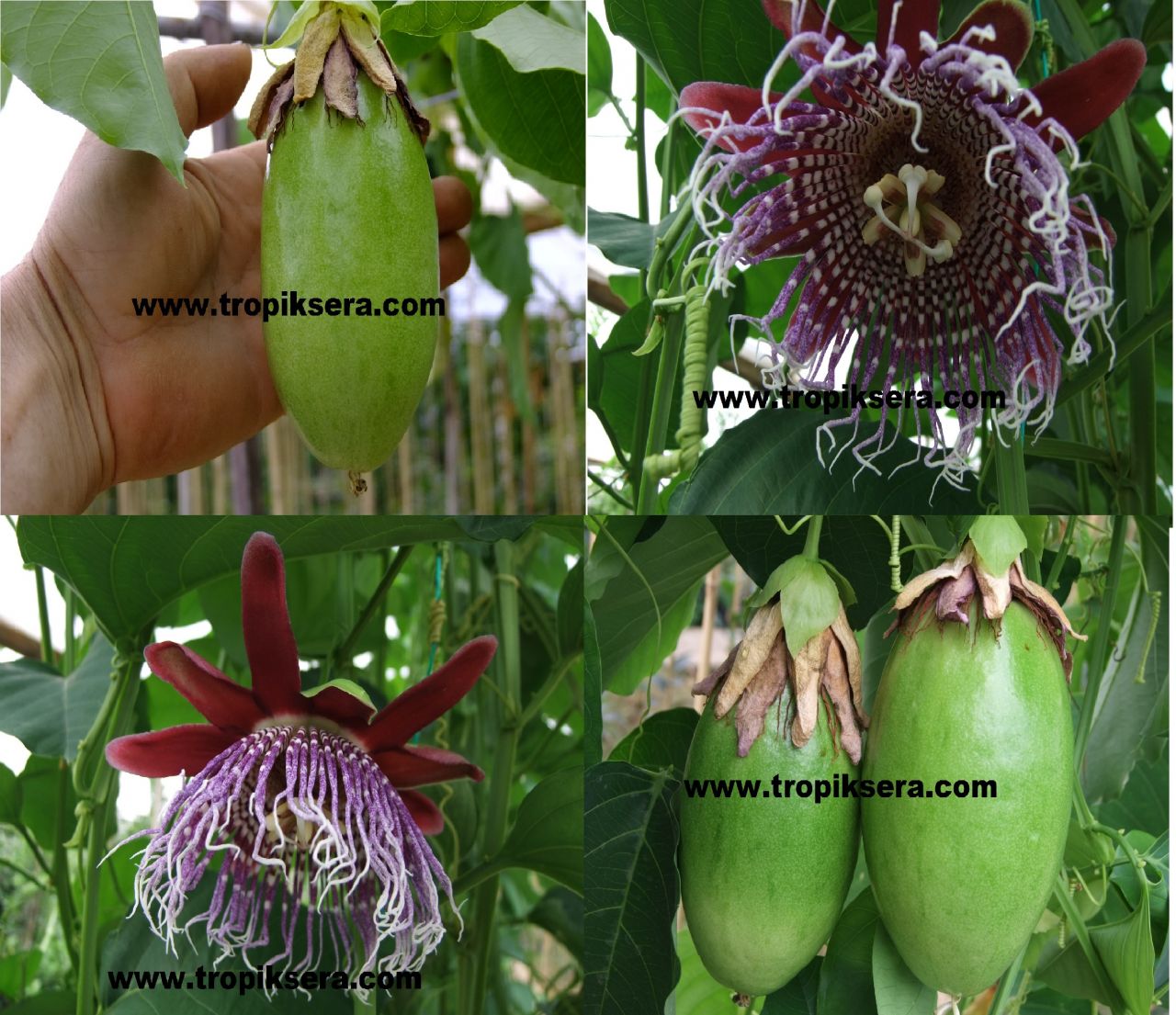 Kod:pass08 Passiflora quadrangularis - giant granadilla - dev granadilla(50-100 cm boyda 2 yaş)