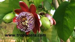 Kod:pass08 Passiflora quadrangularis - giant granadilla - dev granadilla(50-100 cm boyda 2 yaş)