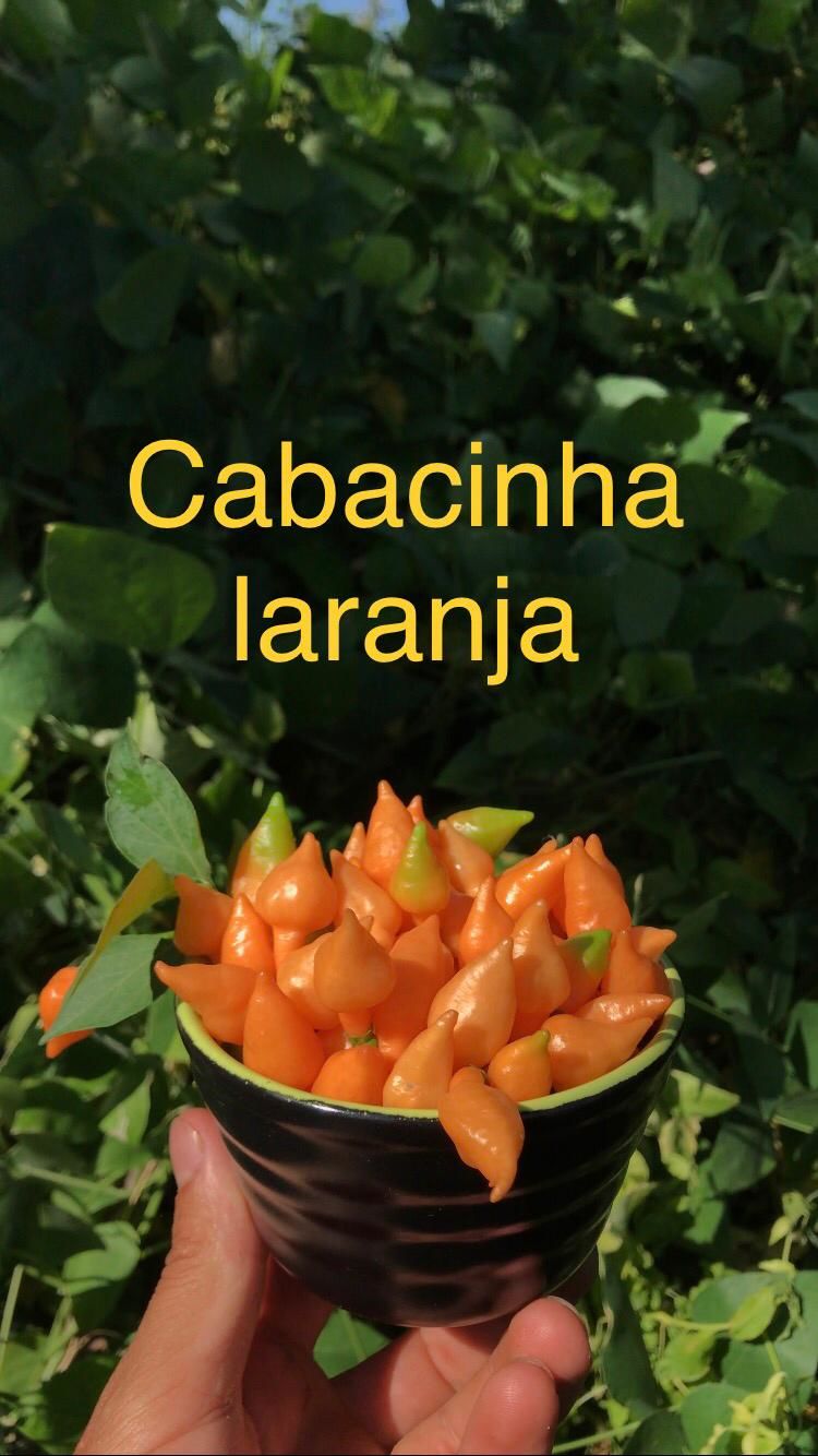 Çok acı biber fidesi(cabacinha laranja biber)