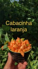 Çok acı biber fidesi(cabacinha laranja biber)