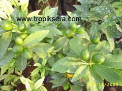 Kod:na121 Oval normal kumkuat, fortunella margarita (5 Yaş, 80-120 cm boy)
