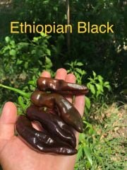 Tatlı biber fidesi(Ethiopian black biber)